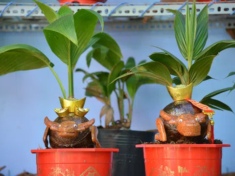 Độc đáo dừa bonsai hình con trâu khiến người Sài Gòn bỏ hàng triệu đồng mua chơi Tết Tân Sửu 2021
